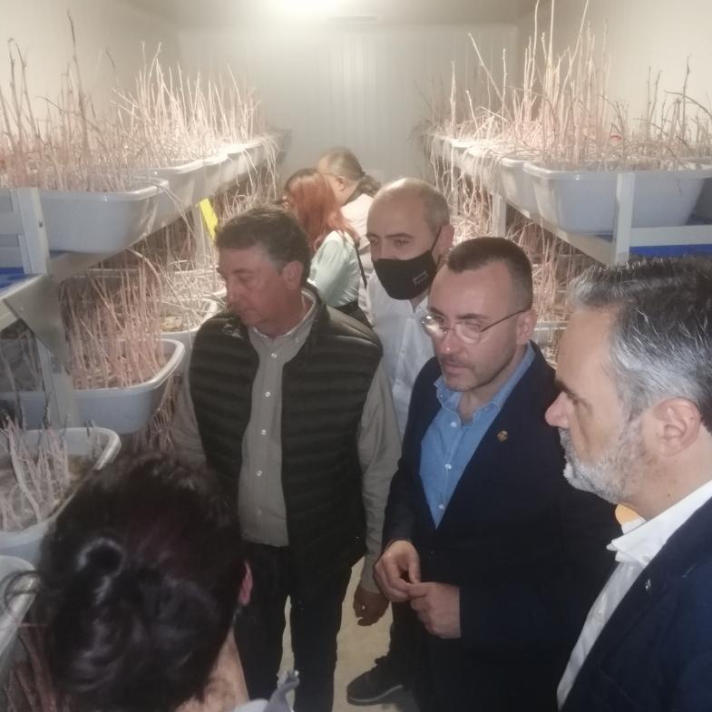 La Diputación de Castellón aprueba las bases para ayudar a las cooperativas a a crear insectarios para hacer frente al ‘cotonet’ de los cítricos